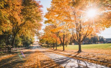 Did you know trees breathe? New research from Dr. Boko explains!