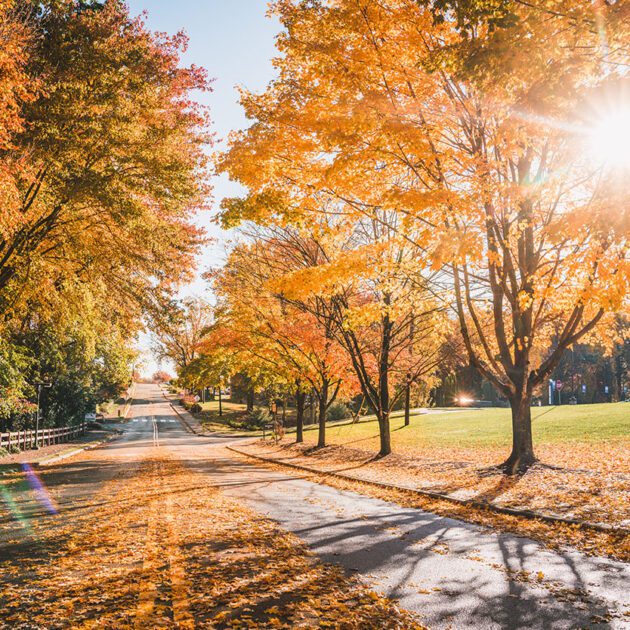 image of trees with orange leaves, with sun shining through them