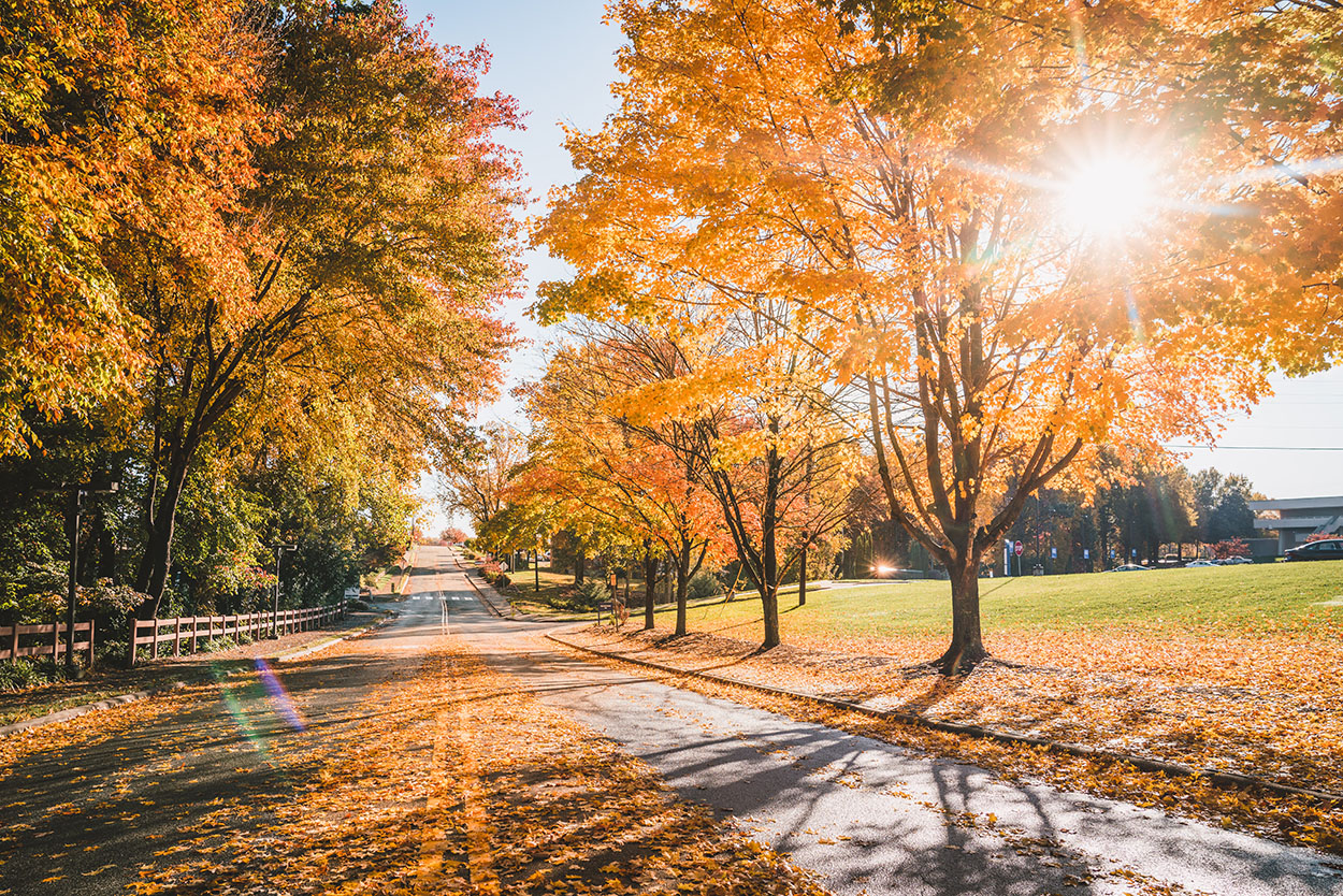 Did you know trees breathe? New research from Dr. Boko explains!