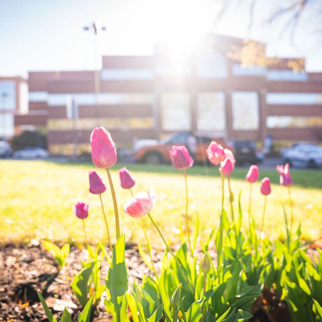 Flowers in front of the Allman Building