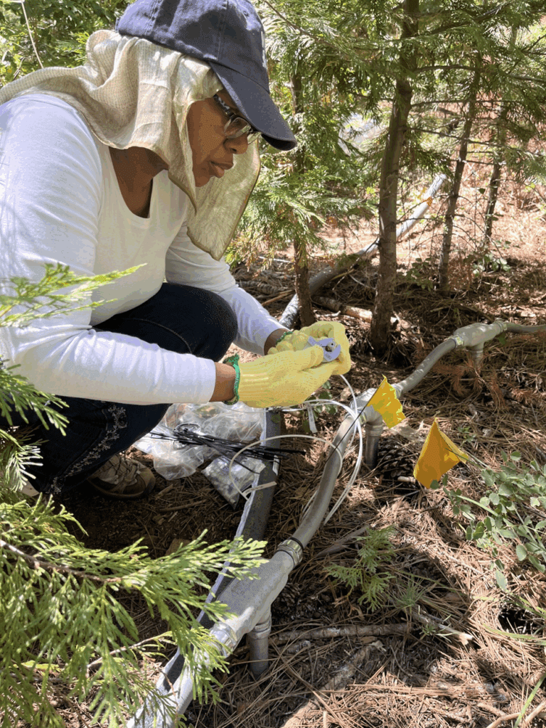 Dr. Boko working with trees.
